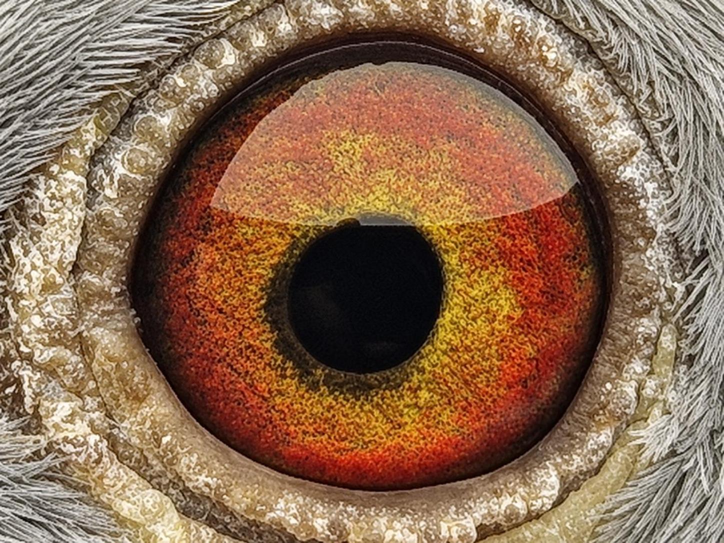 Pigeon eye